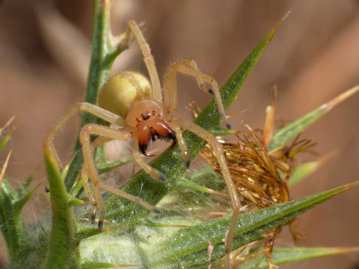 Cheiracanthium punctorium